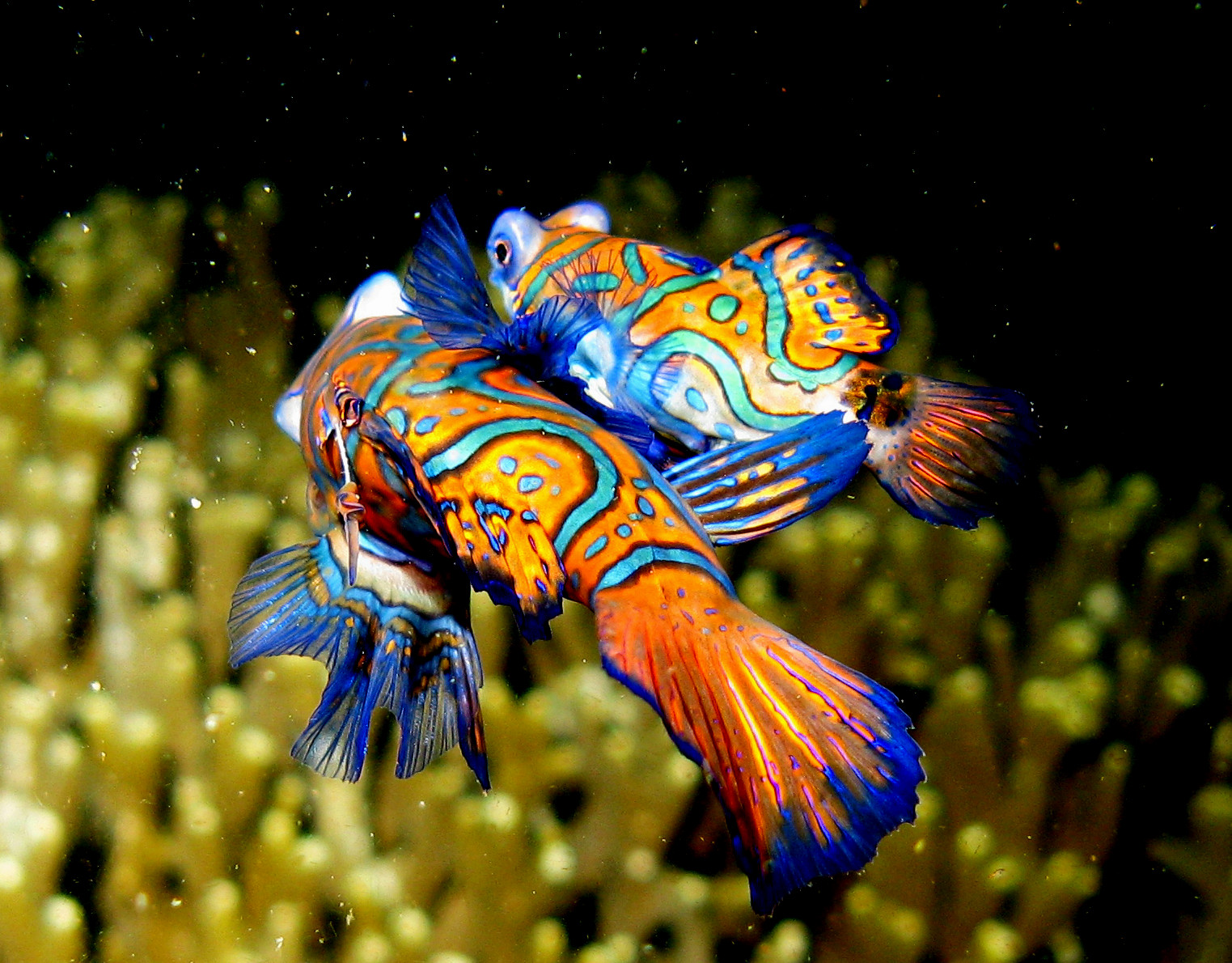 Beautiful Fish Wallpaper HD Topwallpaper