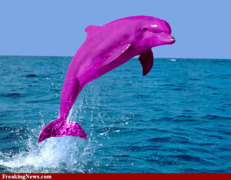 293019 pink and purple pink dolphinjpg