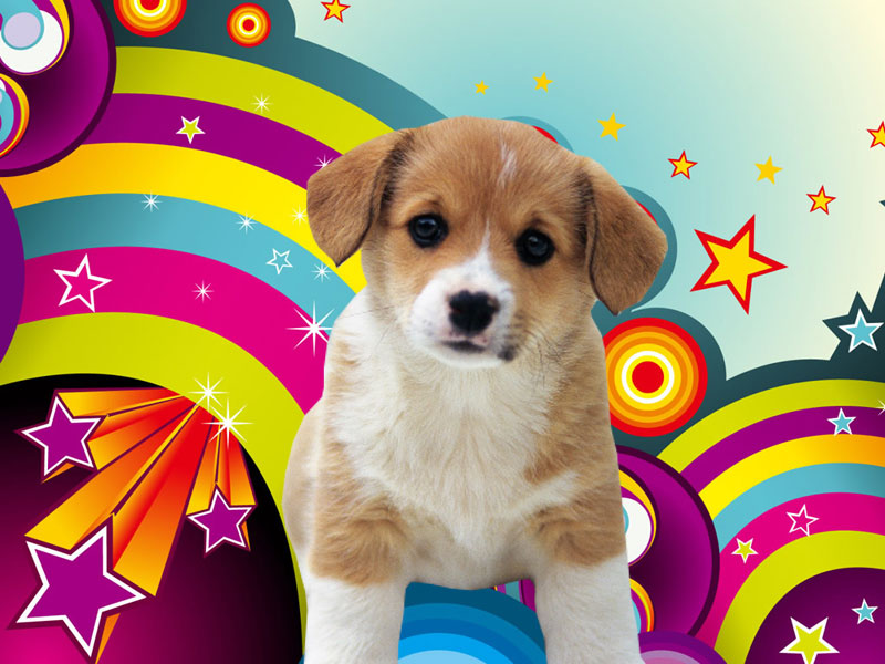 Phone Desktop Find Best Puppies Wallpaper Display