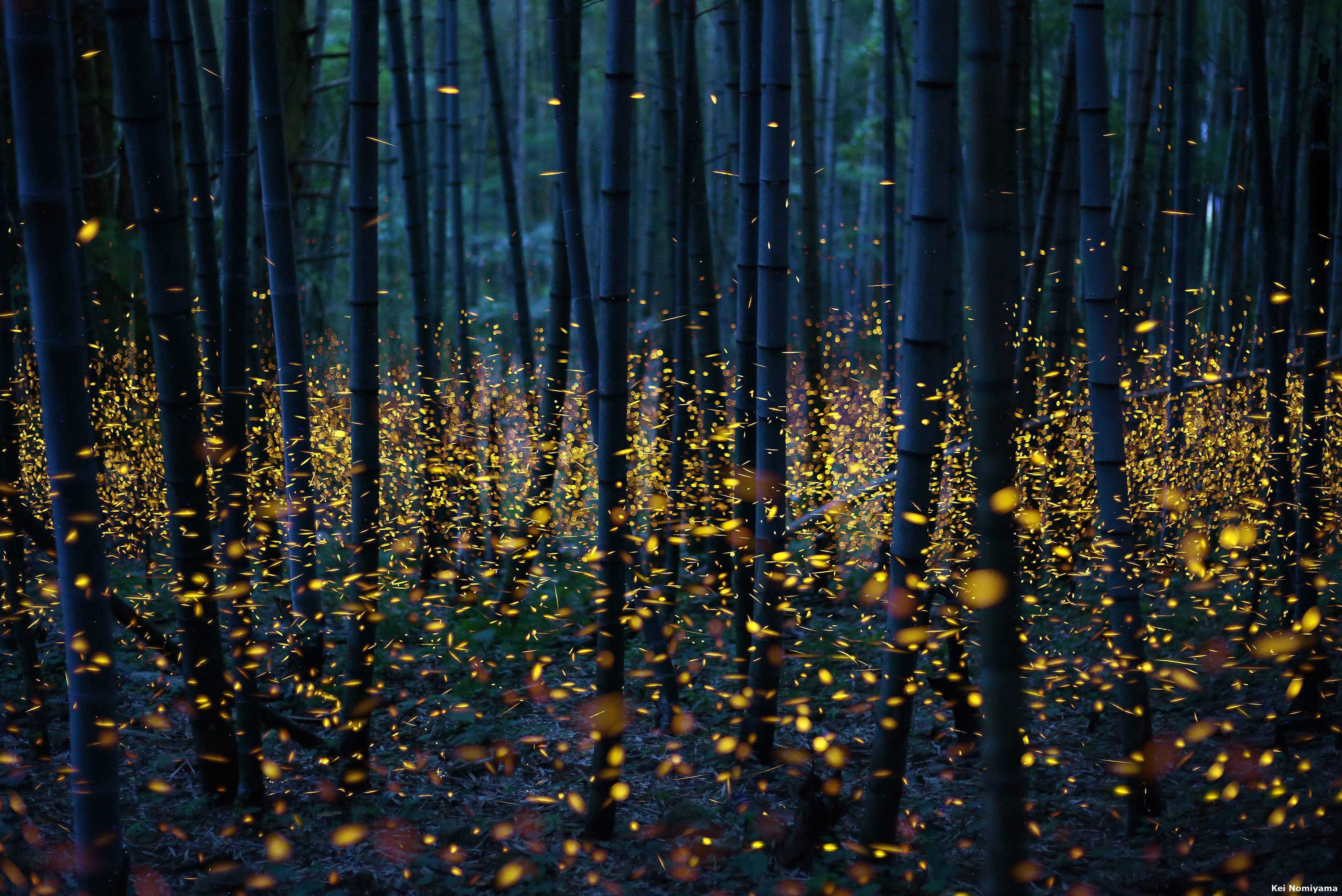 Long Exposure Of Fireflies In Japan 4k Wallpaper