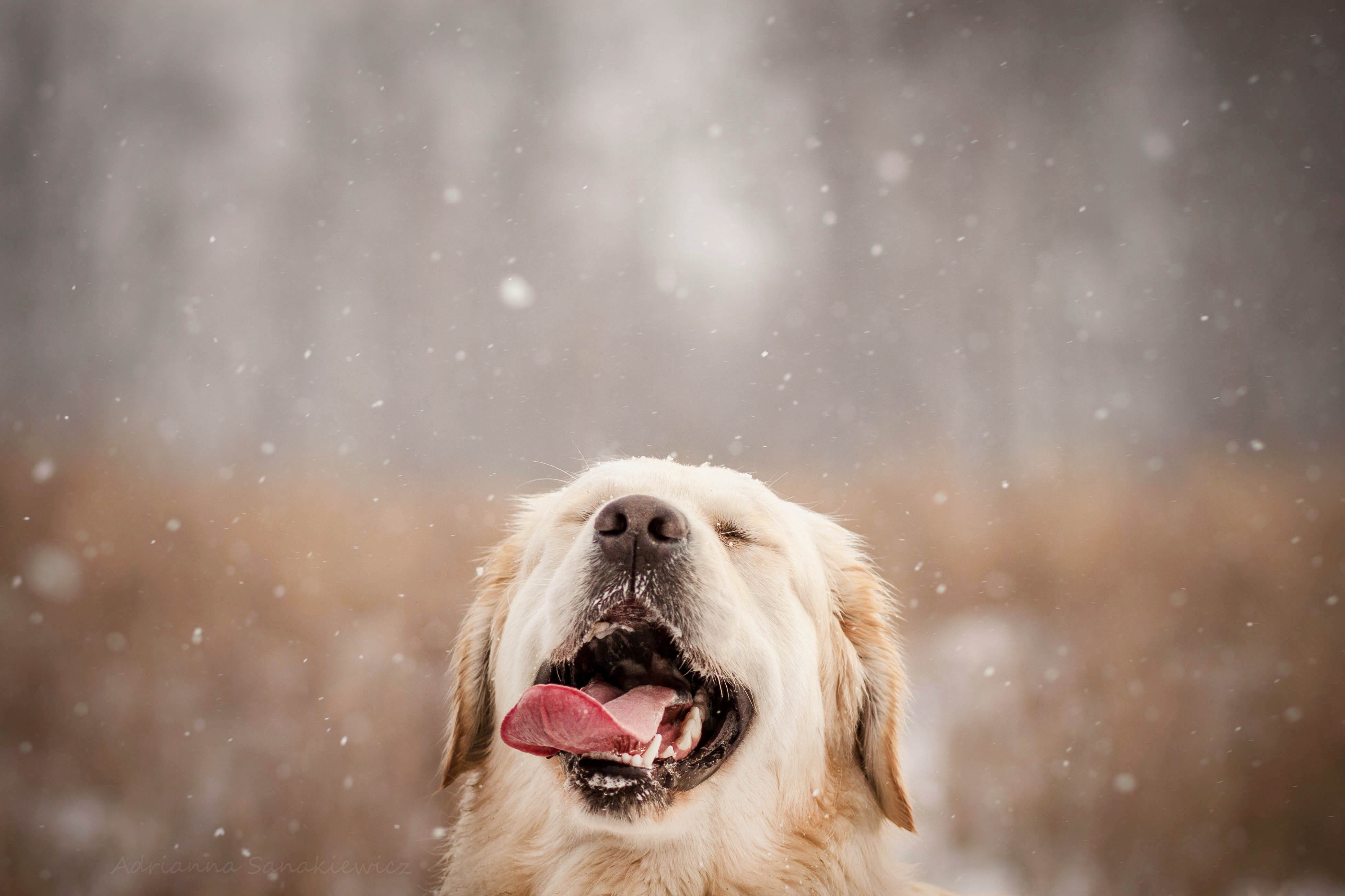 Wallpaper Dog Like Mammal Breed Snout Sky Snow Winter