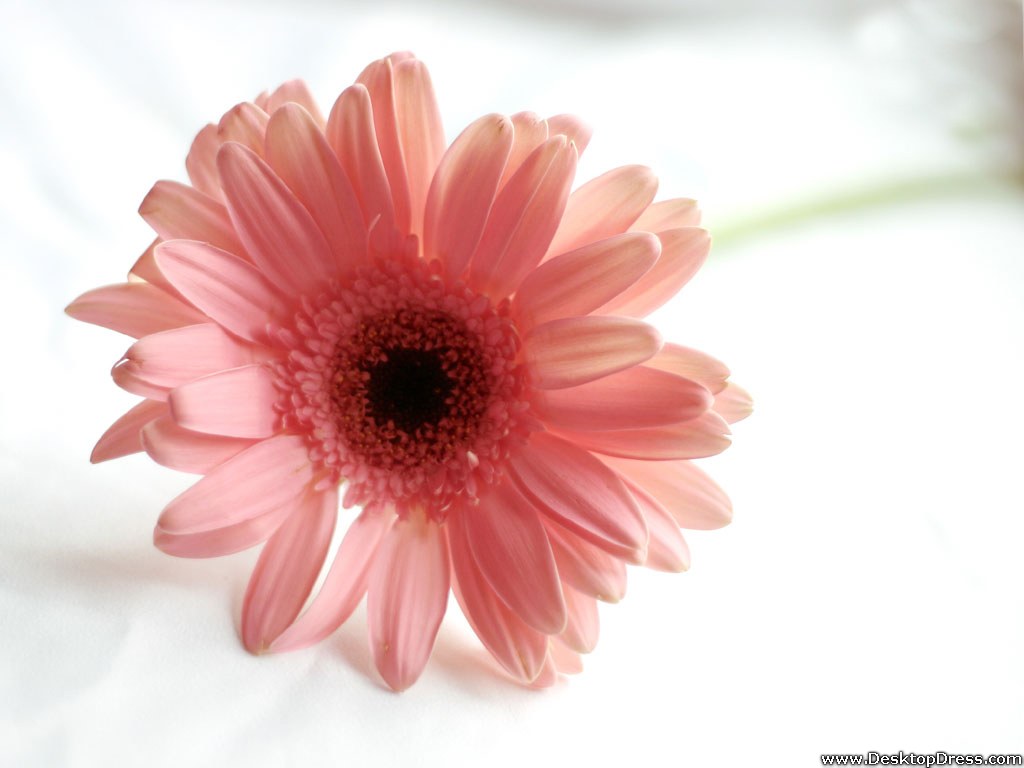 Desktop Wallpapers Flowers Backgrounds Pink Gerbera Daisy