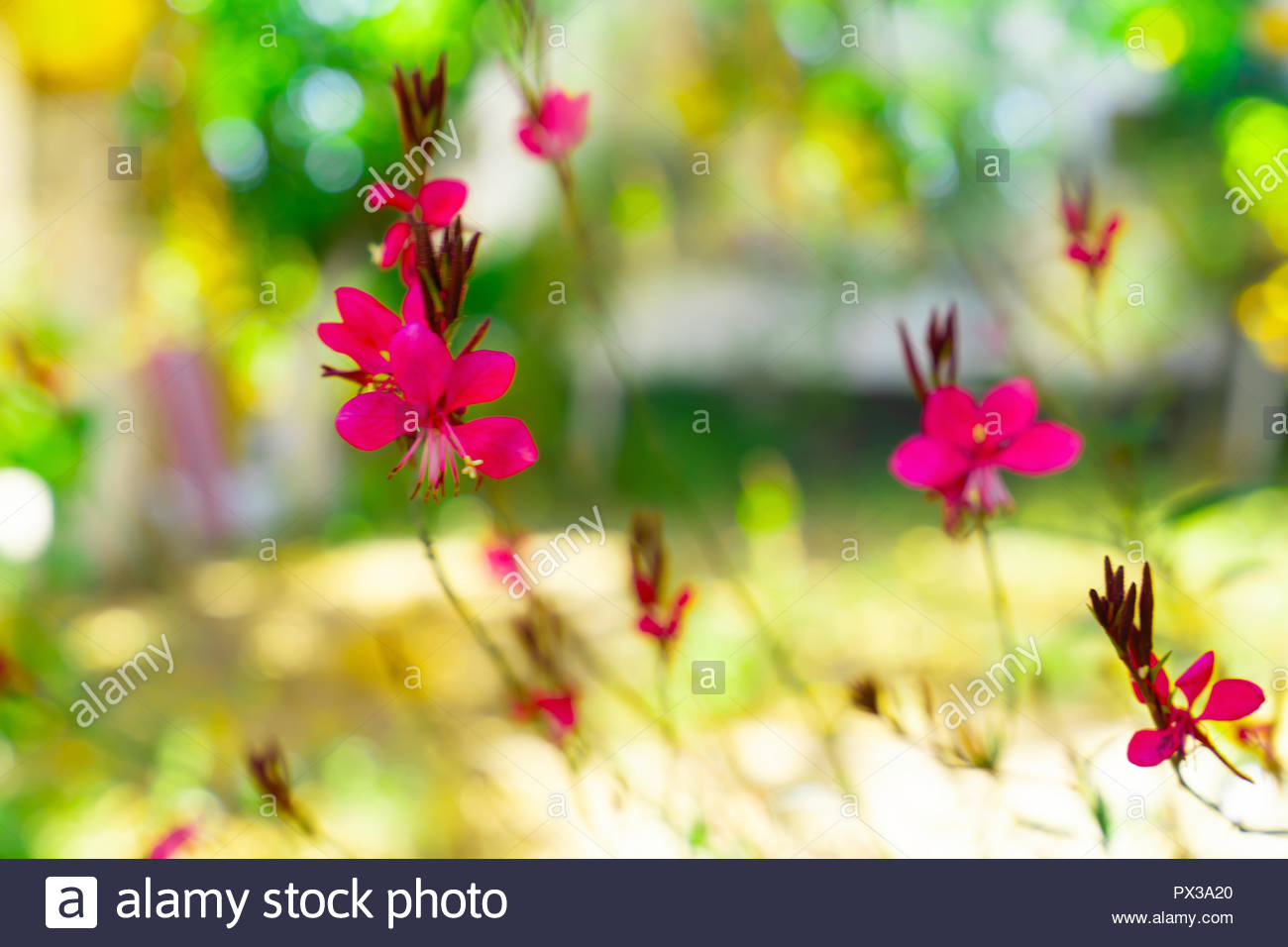 Green and pink bokeh out of focus background from gaura