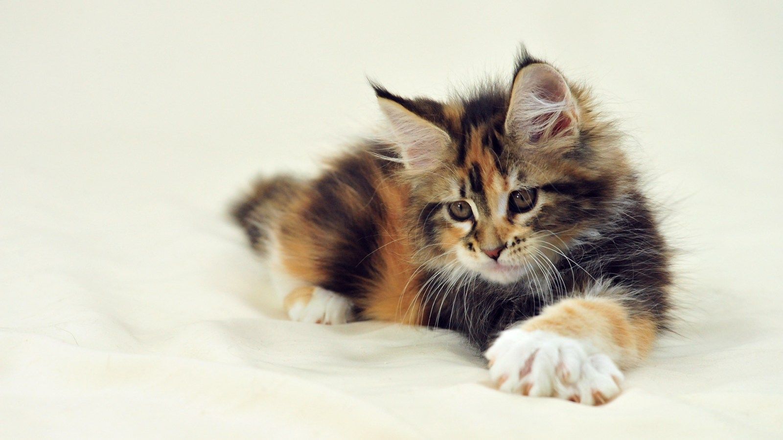 Maine Coon Wallpaper New Maine Coon Images NMgnCP