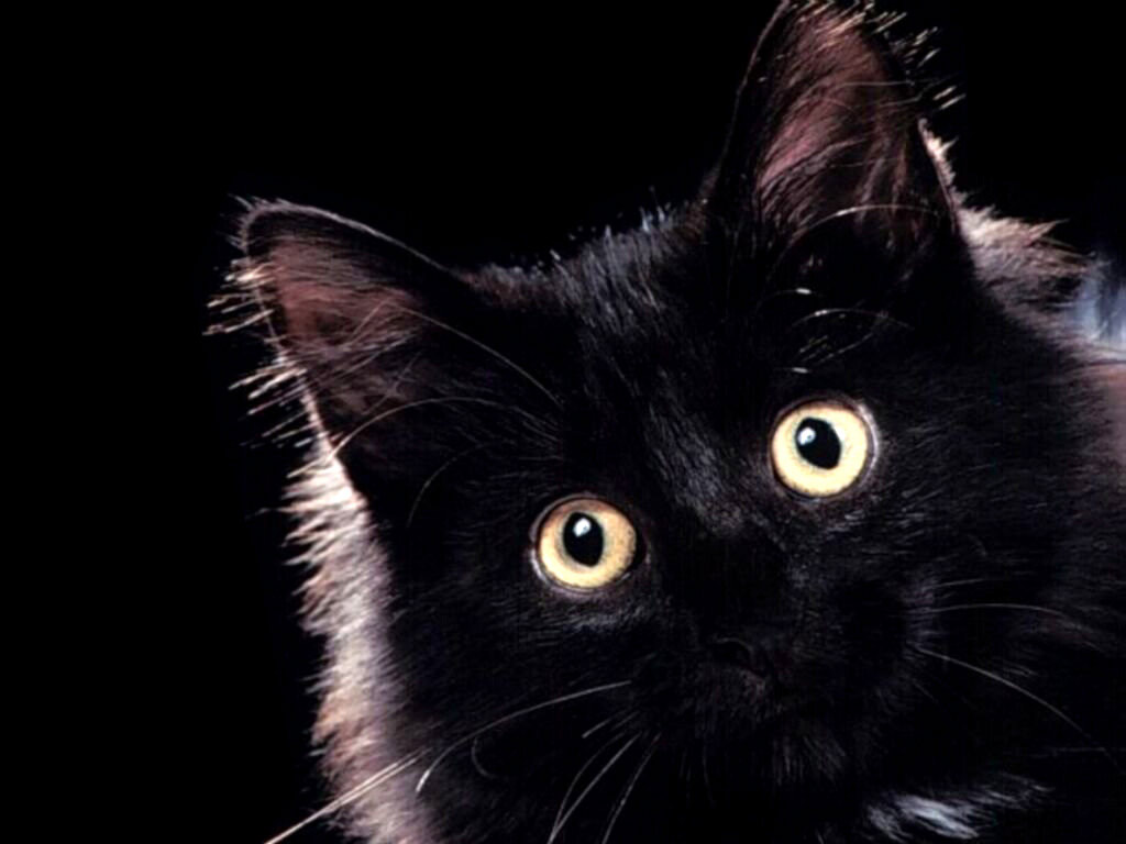 Black Cat Wallpaper Kitten