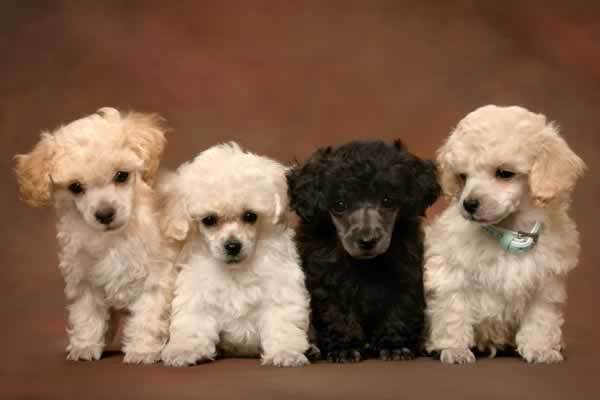 Poodle Dog Puppies Wallpaper