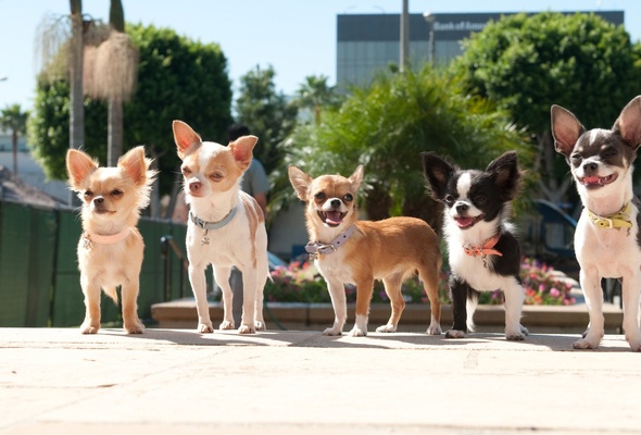 Wallpaper Dog Ears Beverly Hills Chihuahua Desktop