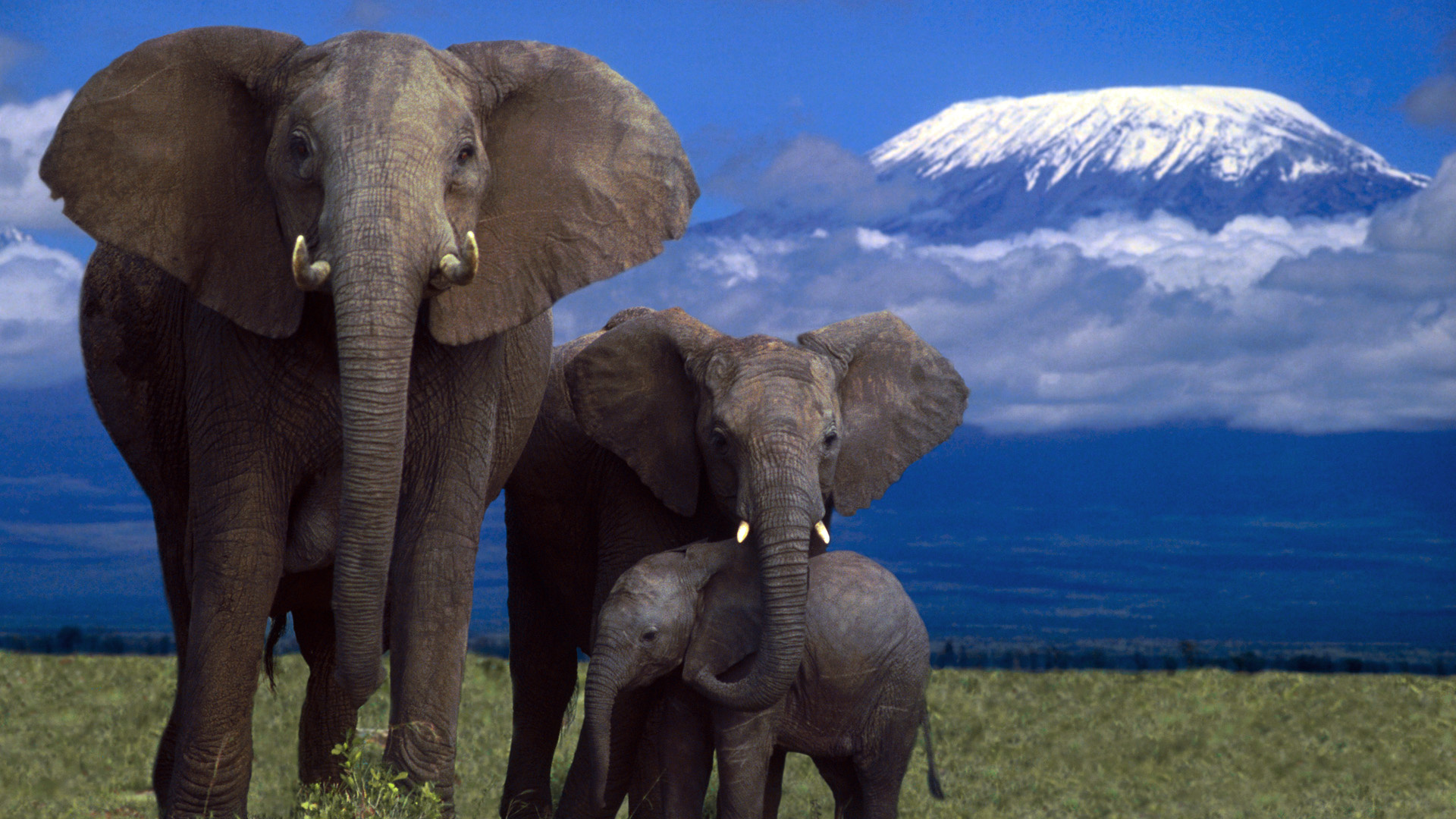 Wallpaper Elephant Family Mountain Kilimanjaro Mount