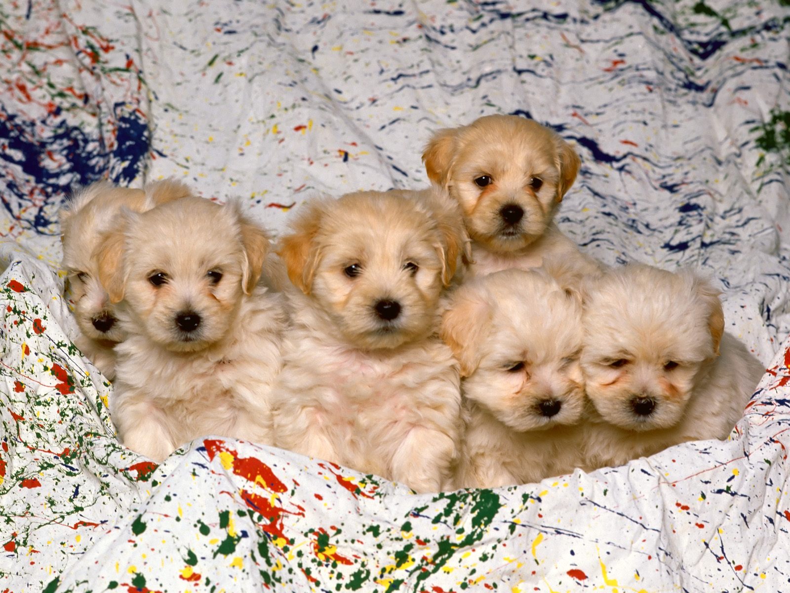 A group of adorable fluffy puppies huddled together on a colorful splattered blanket