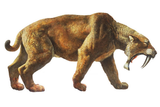New Sabertooth Tiger Fossil Found Tec H Andle