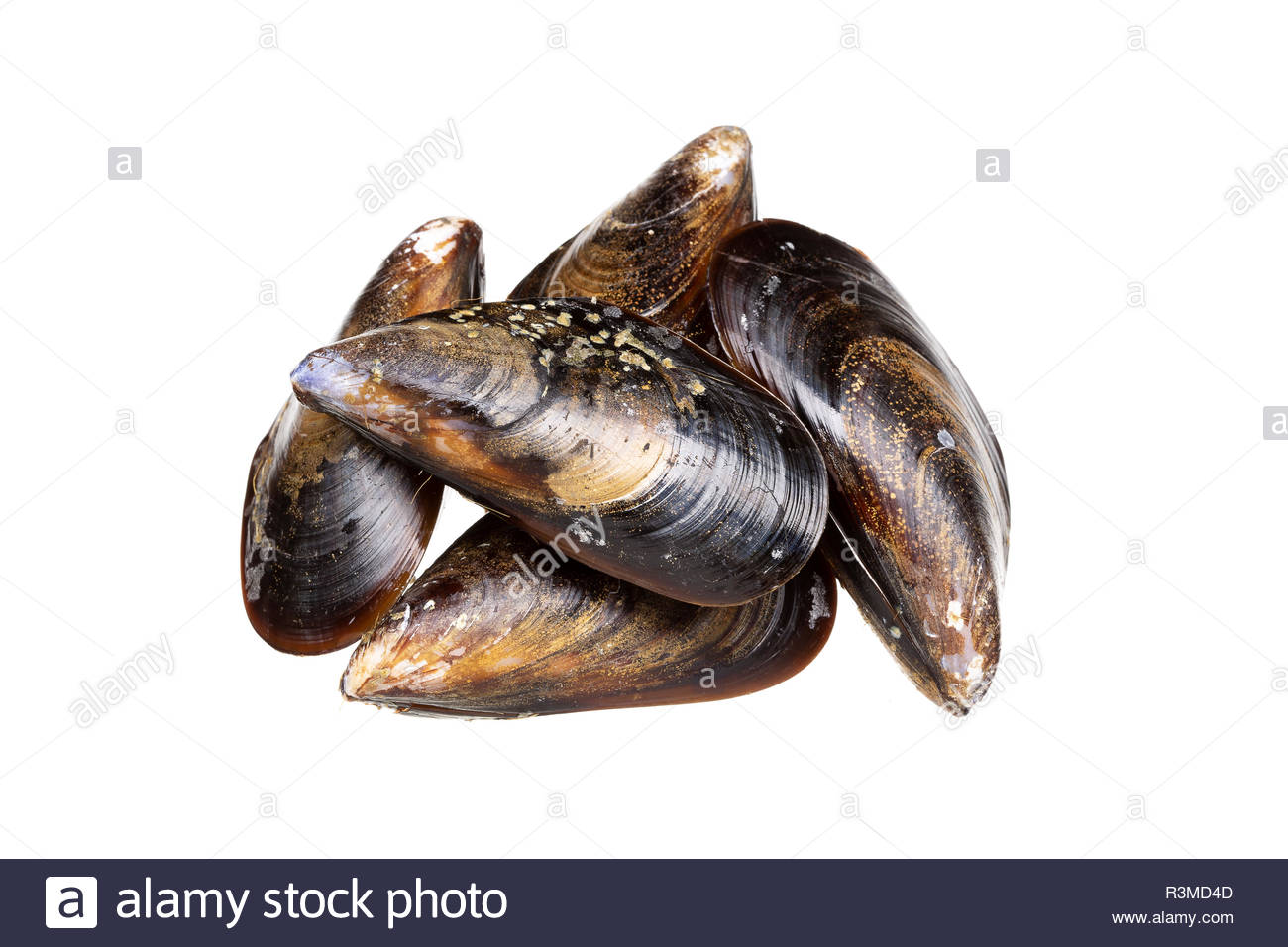 Fresh Mussels Isolated On White Background From Atlantic