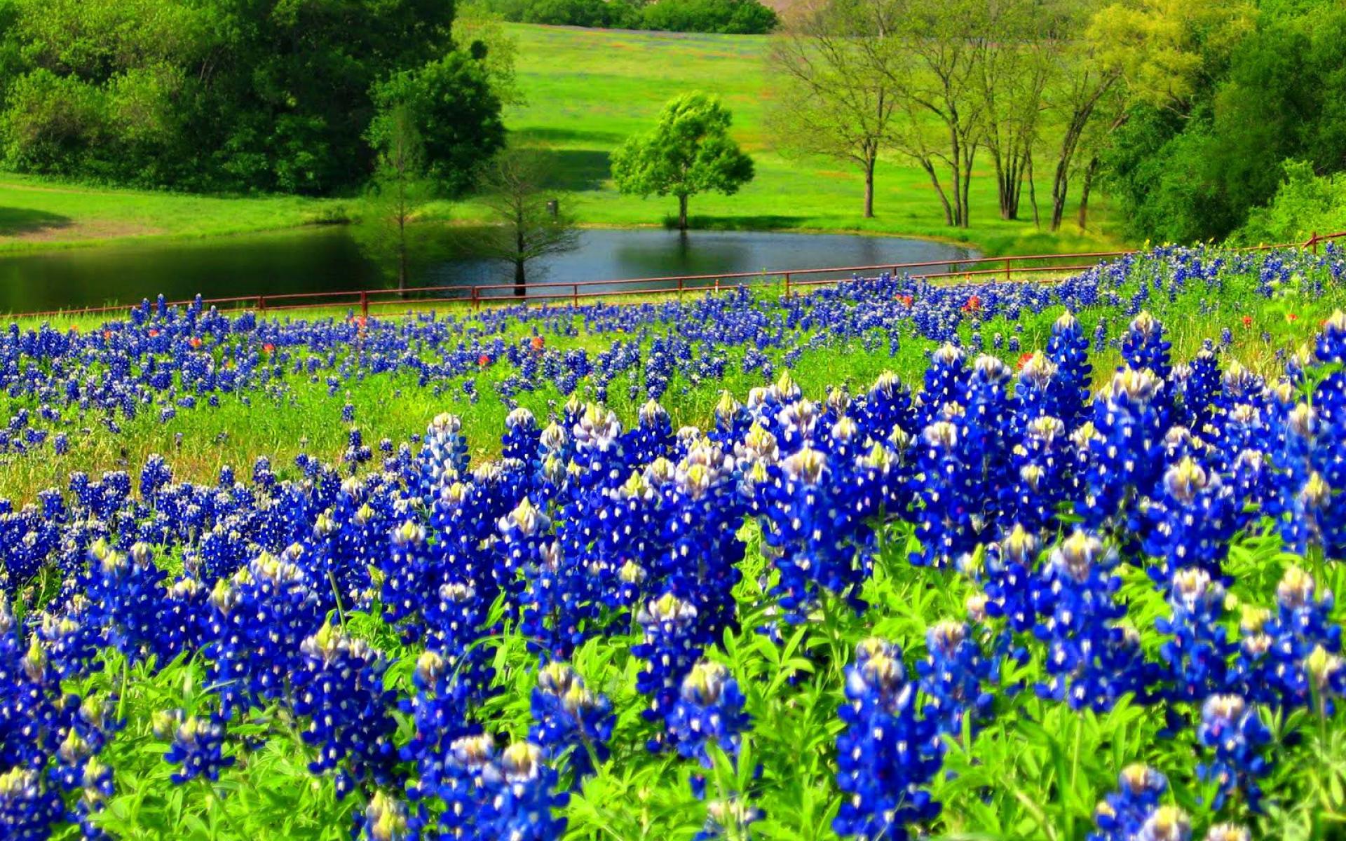 Find more Bluebonnet Desktop Wallpapers HD Wallpapers Backgrounds of Your. 