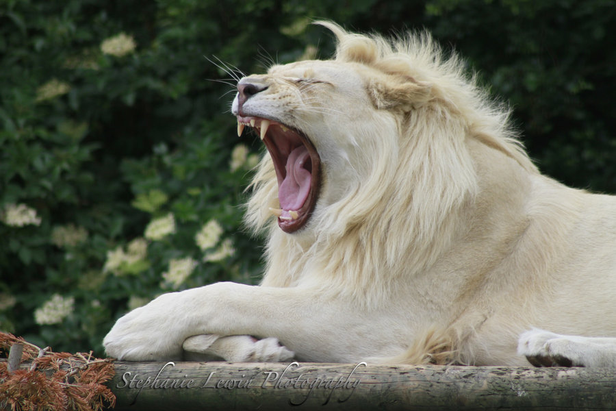 White Lion Roar Wallpaper White Lion Roar by Bluehayes2