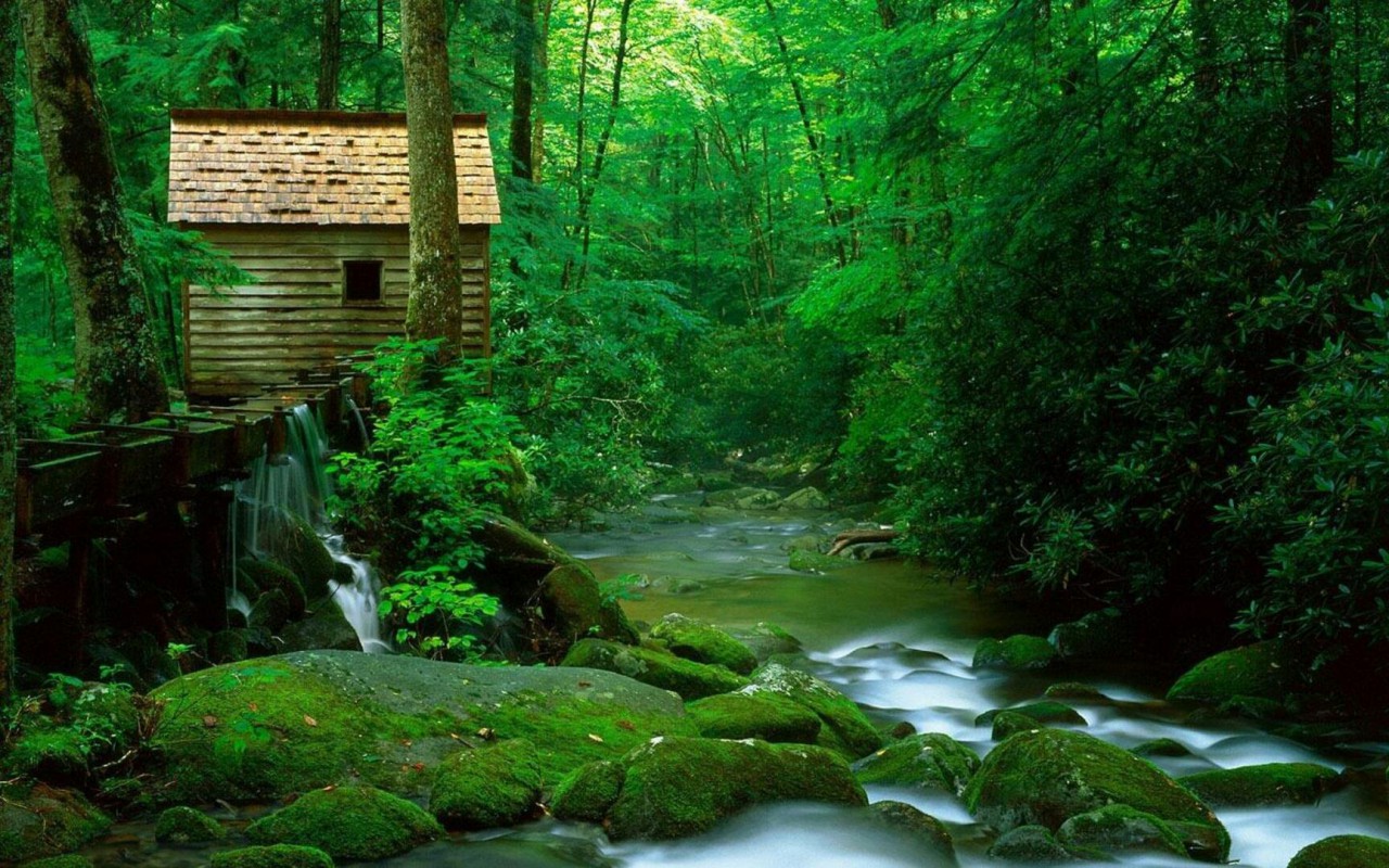 Cottage In The Woods Wallpaper Open Walls