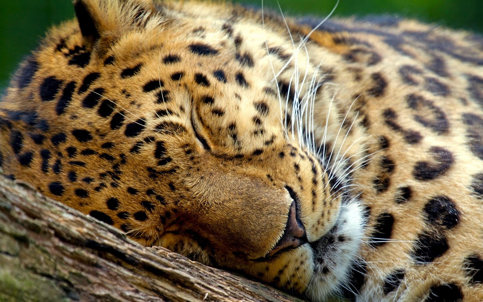 Sleeping Leopard HD Wallpaper