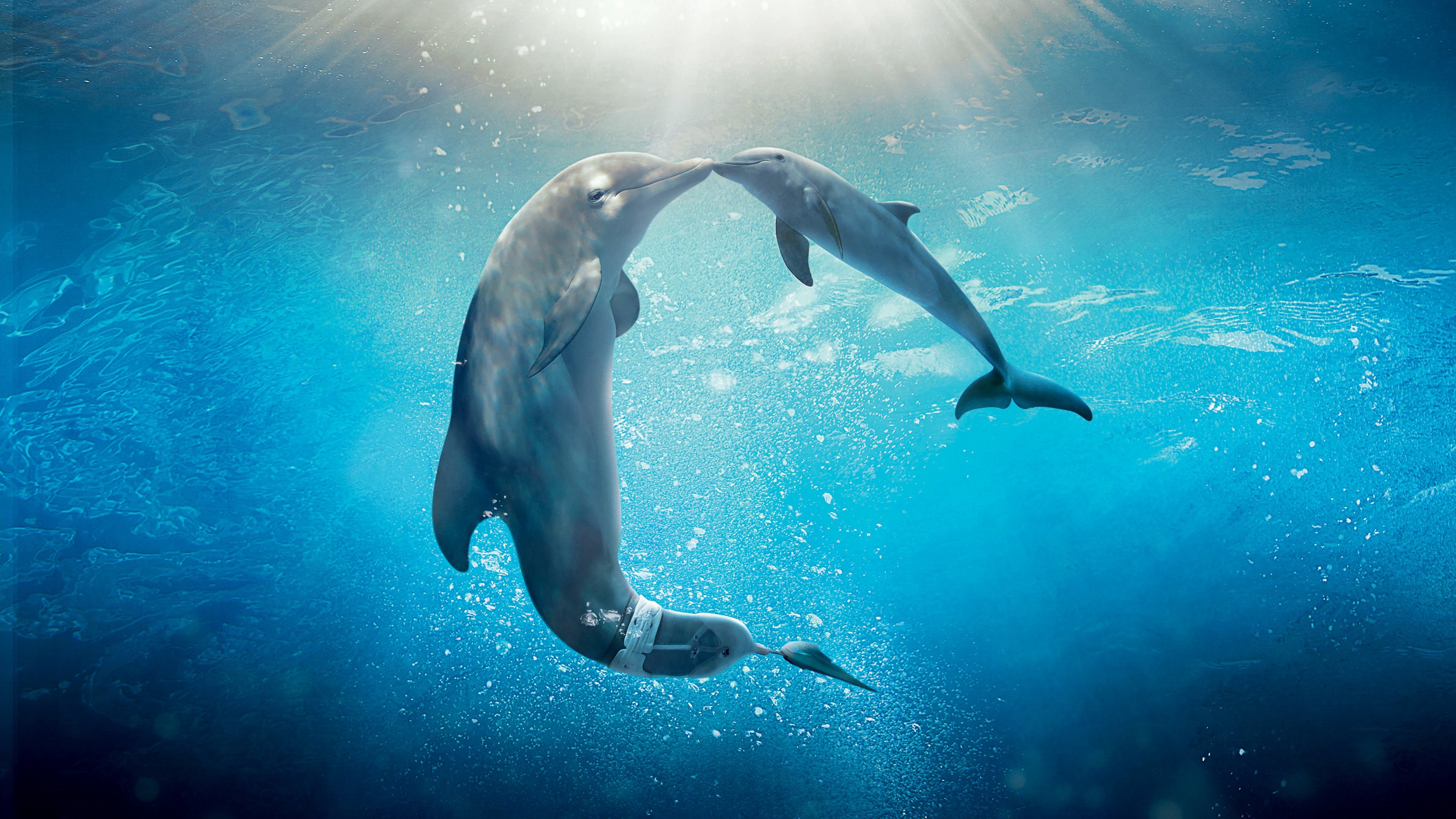 Dolphin Tale 2 Wallpapers HD Wallpapers 3840x2160
