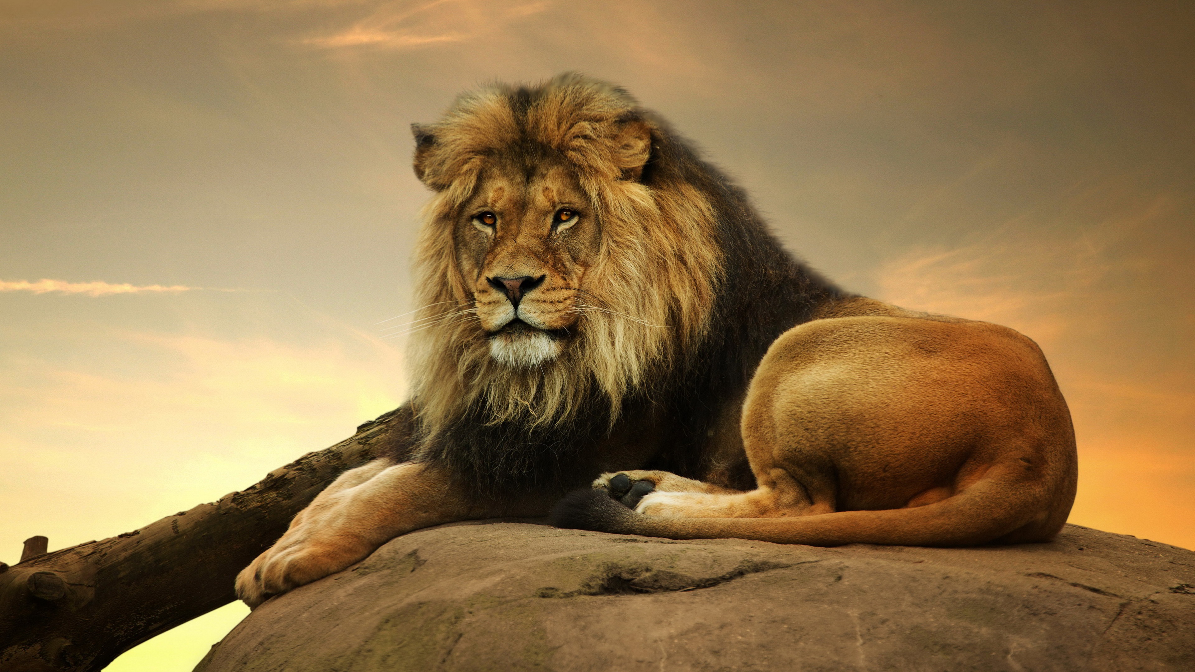 A majestic male lion rests on a rock, his gaze fixed on the horizon as the golden light of the setting sun bathes the scene