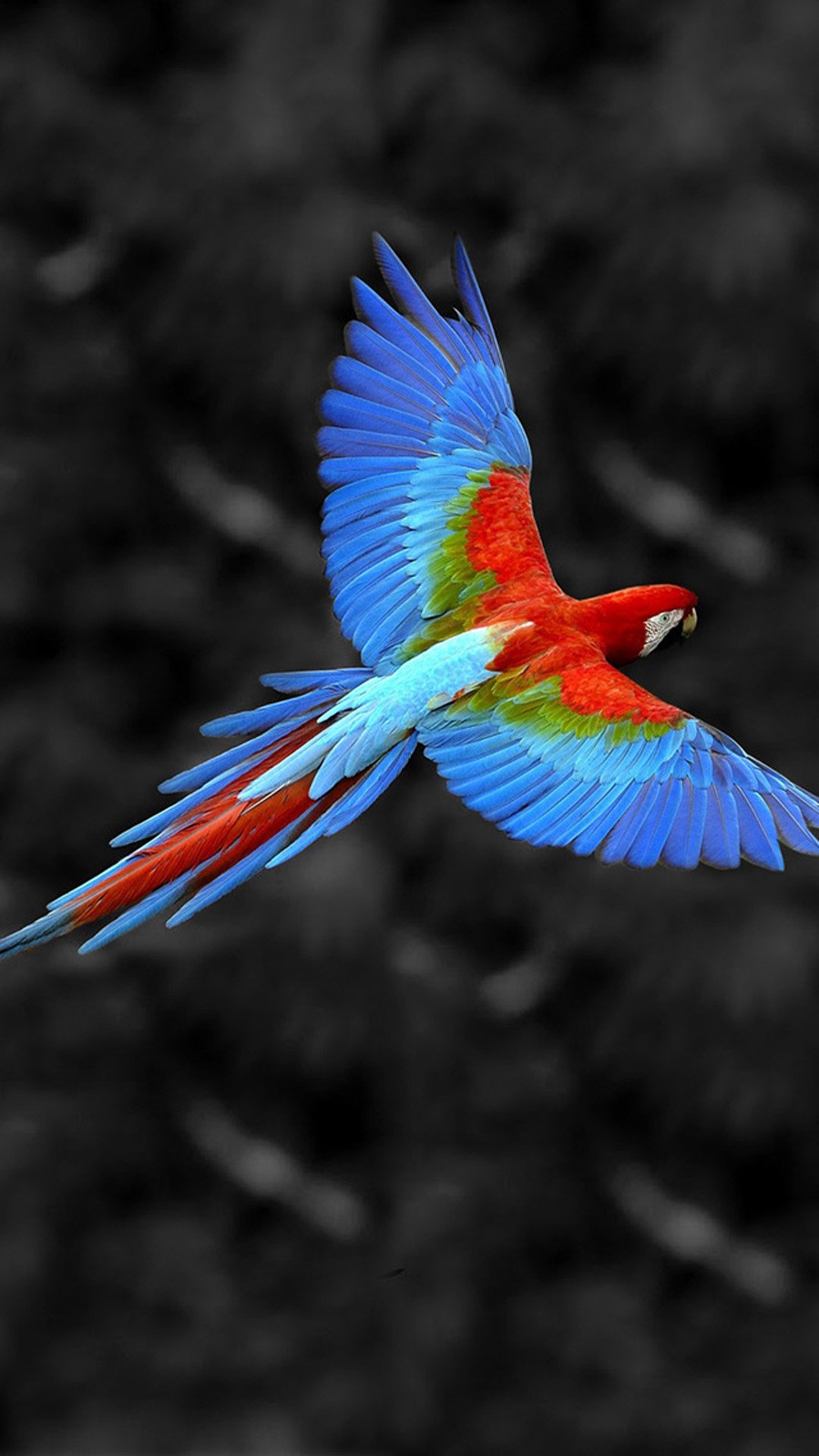 A vibrant Scarlet Macaw in mid-flight, showcasing its bright red, blue, and green plumage against a blurred dark background