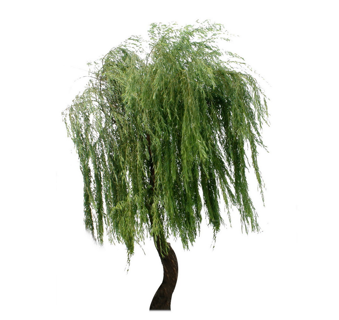 Weeping Willow Tree Wallpaper Pictures