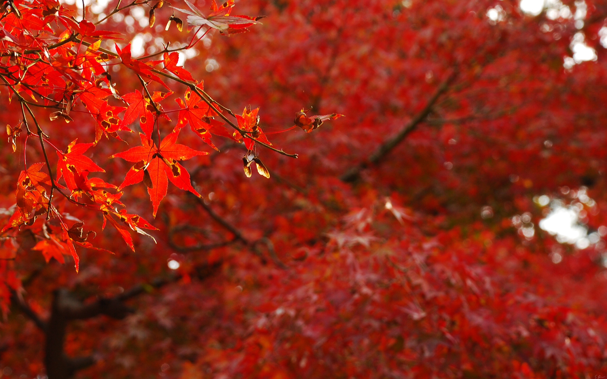 Red Leaves Wallpaper Stock Photos