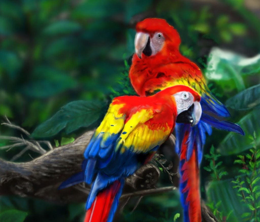 Military Macaw Wallpaper Wallpaper Collective