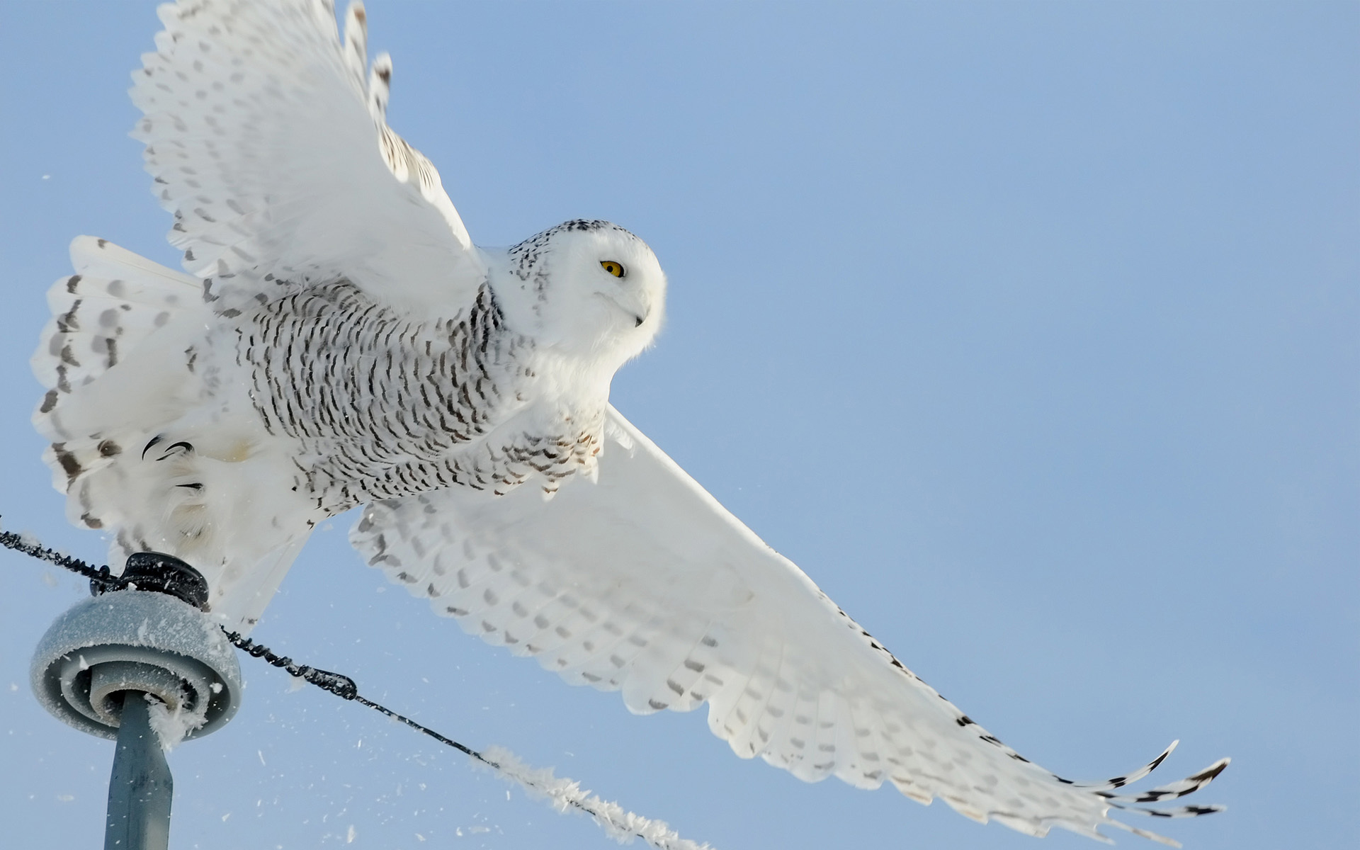 Snowy Owl Wallpapers HD Wallpapers Early