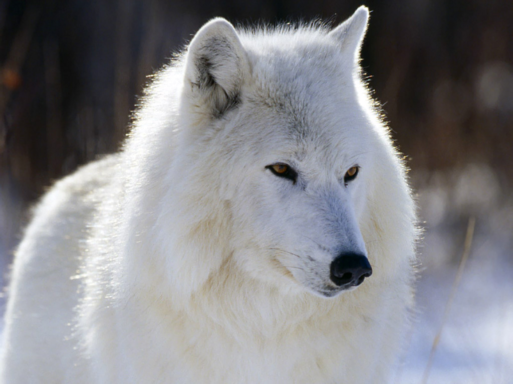 Arctic Wolf National Geographic Wallpaper
