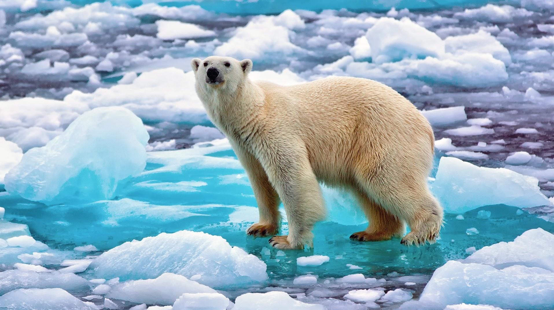 Polar Bear Wallpaper Choice