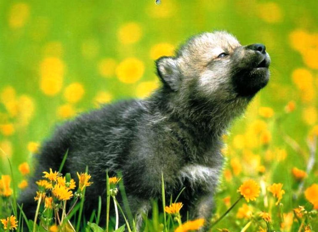 Wolf Cub In Blumenfeld Vektorgrafik
