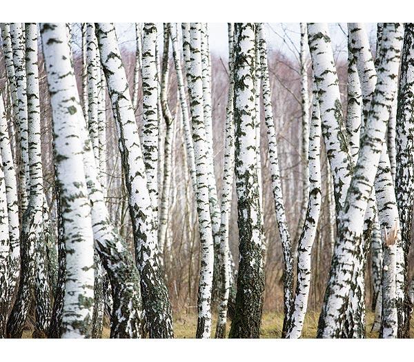 Birch Trees Wall Mural Image Click To Enlarge Rrp Your