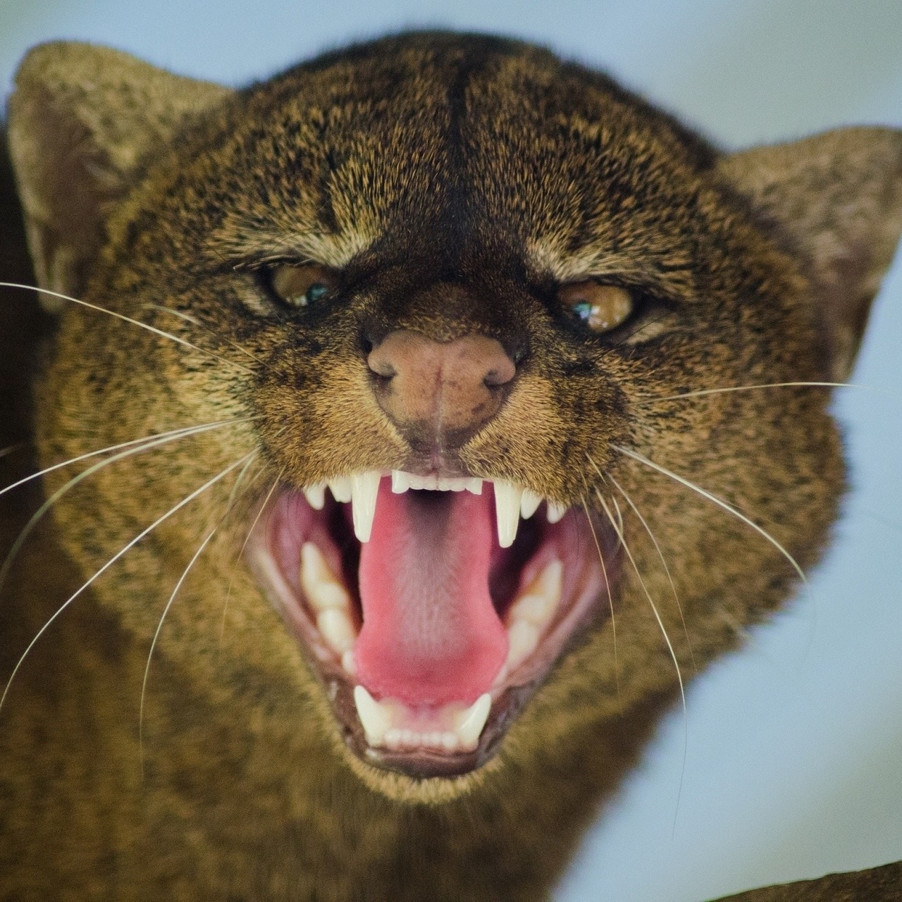 Wallpaper Jaguarundi Grin Aggression Muzzle