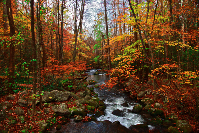 Smoky Mountains Fall Photography Autumn Stream With Vibrant