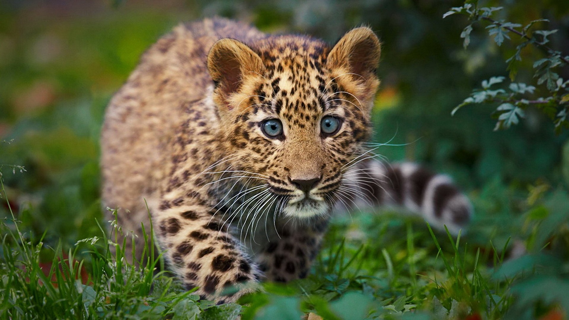Nature Animals Cheetahs Baby Wallpaper