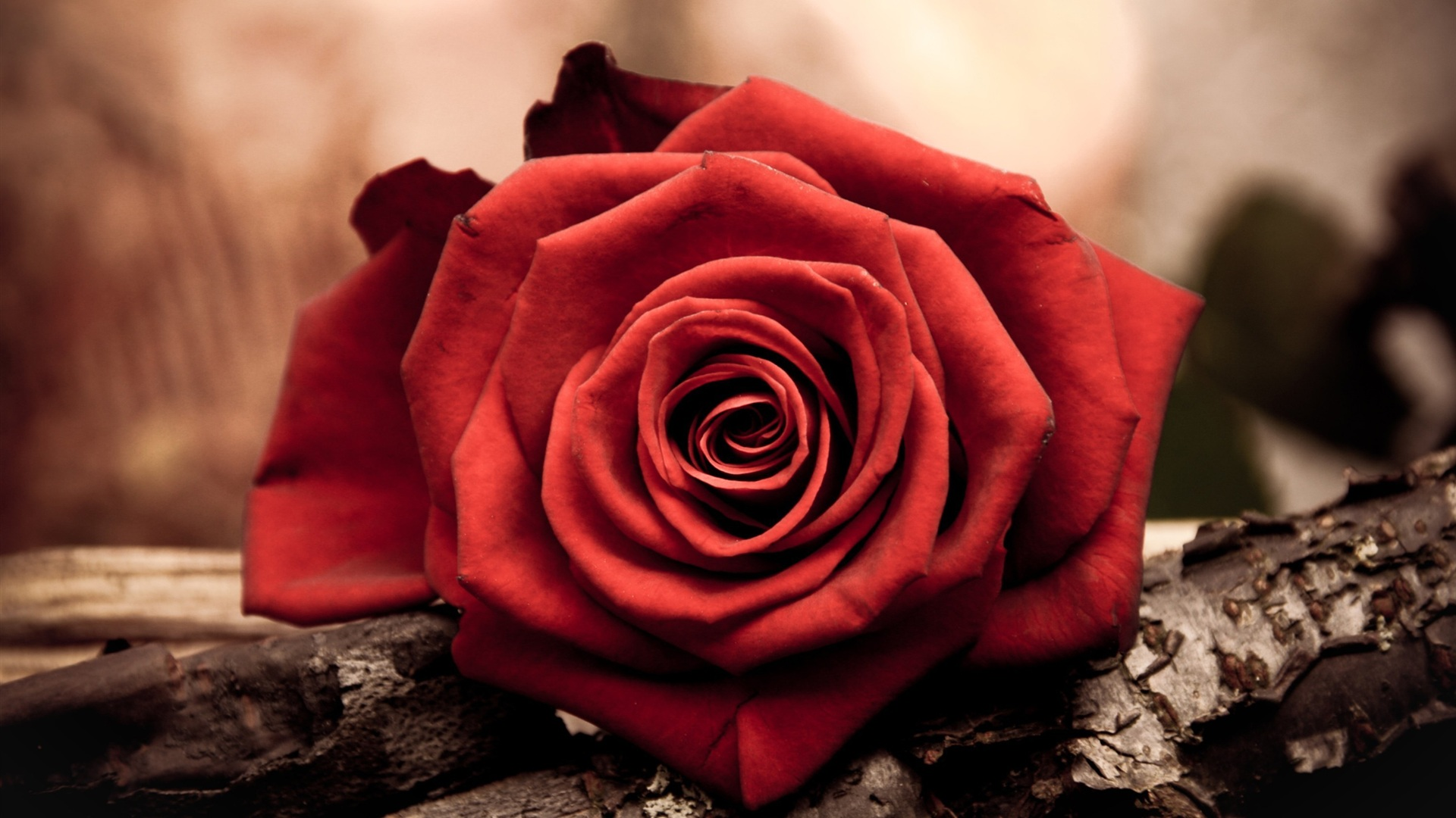 Red Rose Flower Desktop Wallpaper Magic4walls