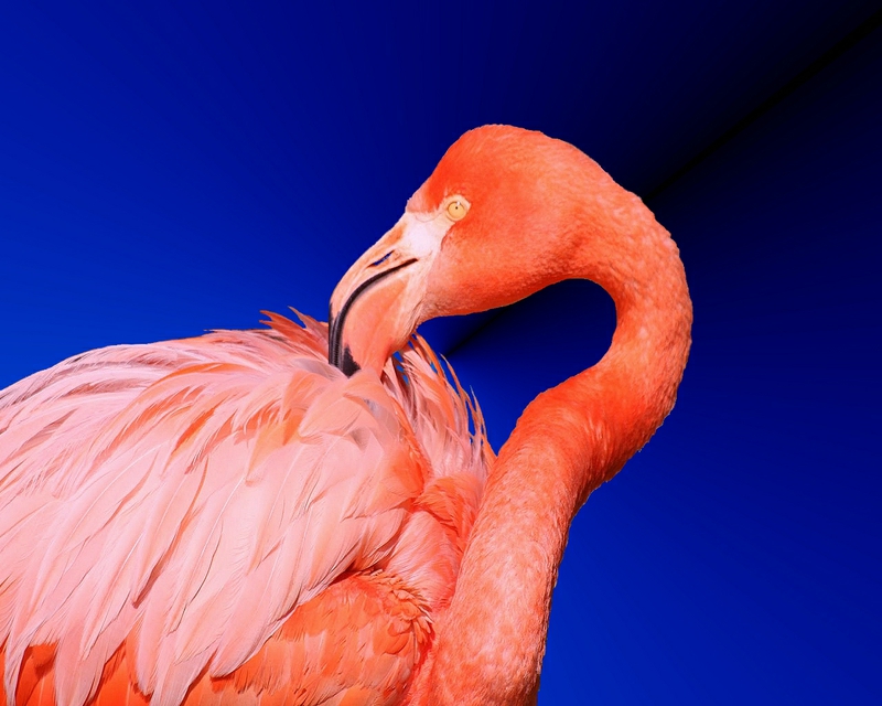 Animals Birds Pink Flamingo 1 Animals Birds HD Desktop Wallpaper
