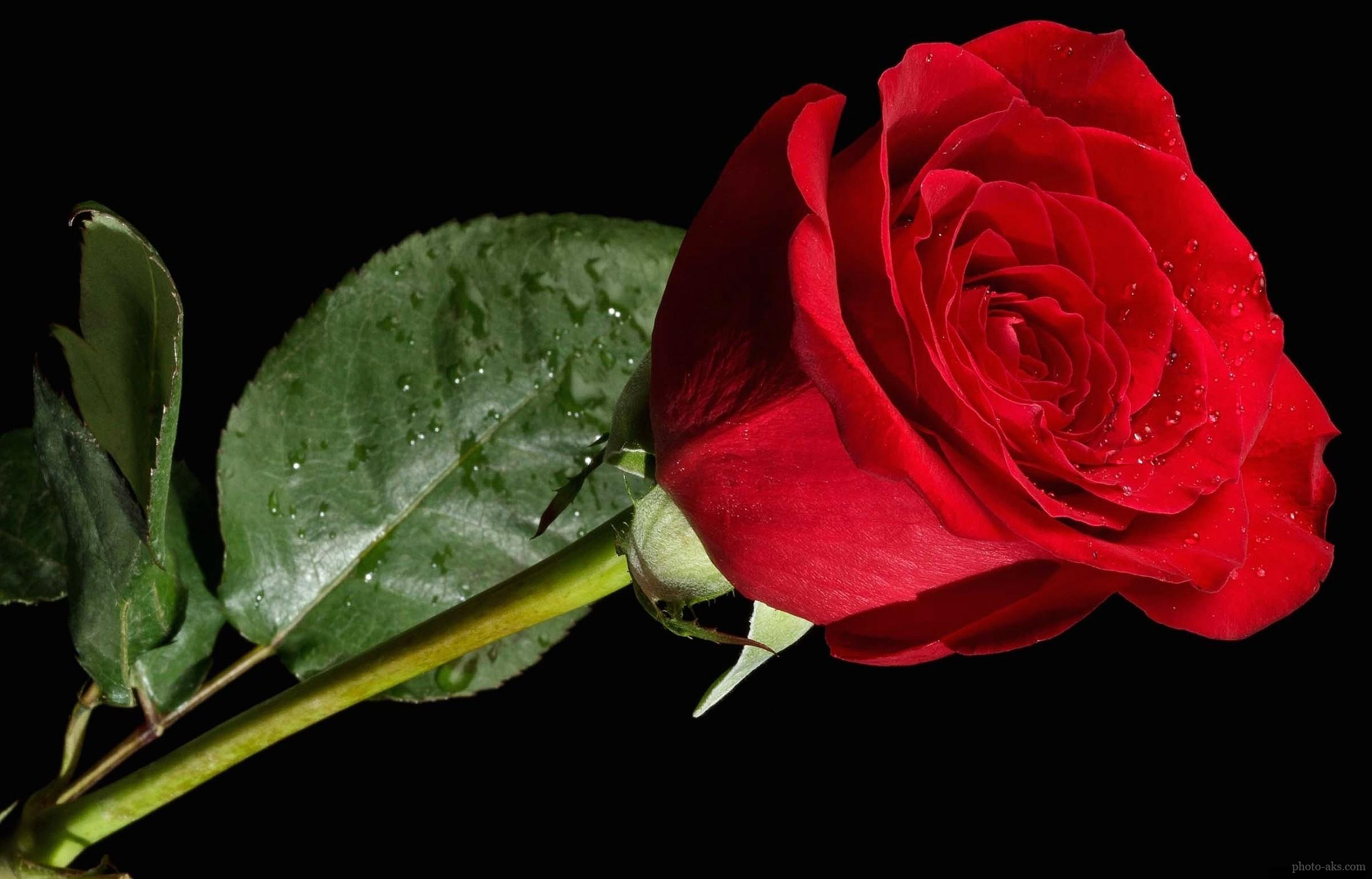 Pics Photos Flower Red Rose Black Background