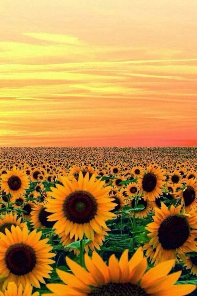iPhone Sunset Yellow Sunflower Wallpaper Beautiful