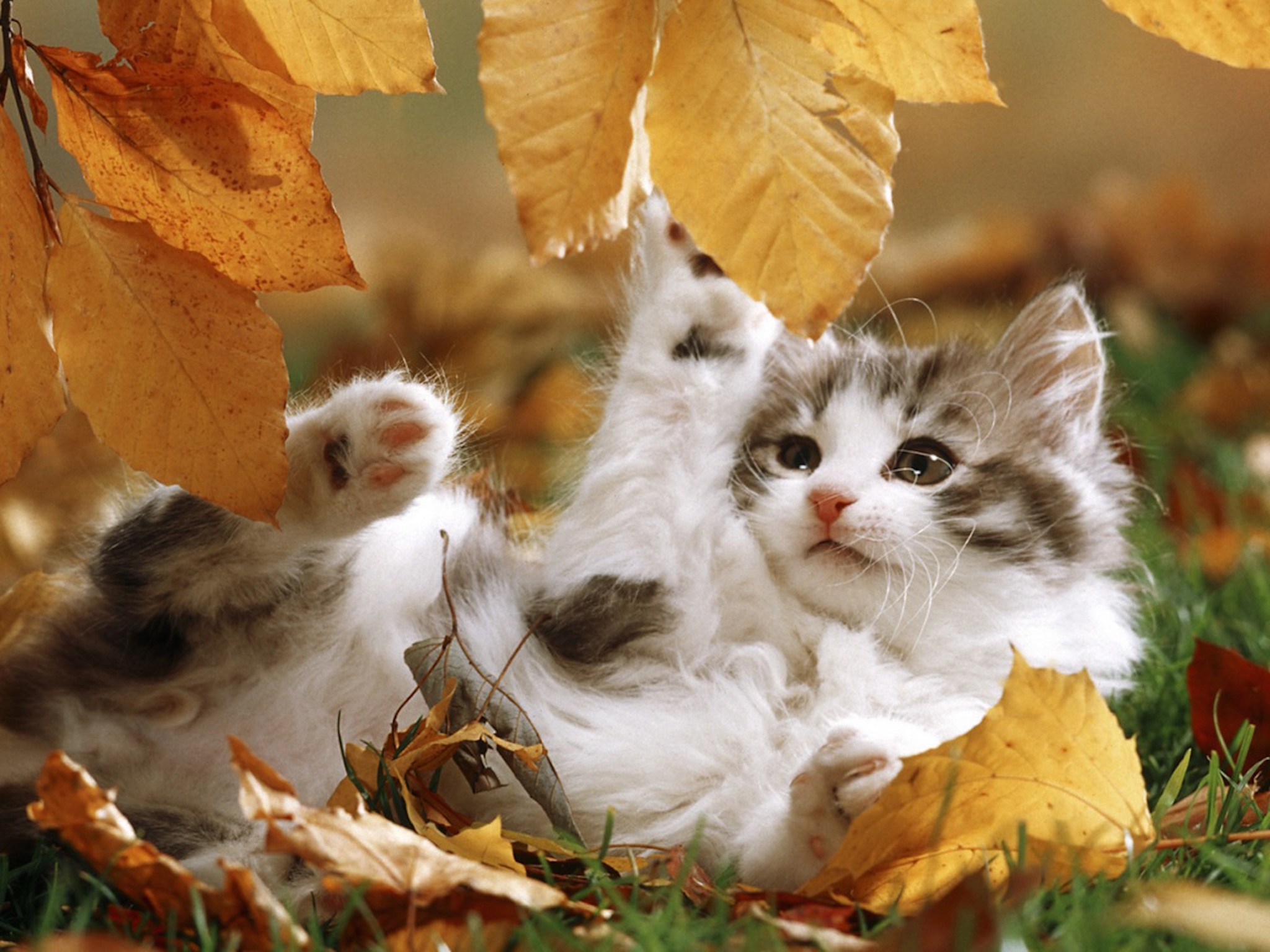 Autumn Kitten Playing Wallpaper HD Cat Image