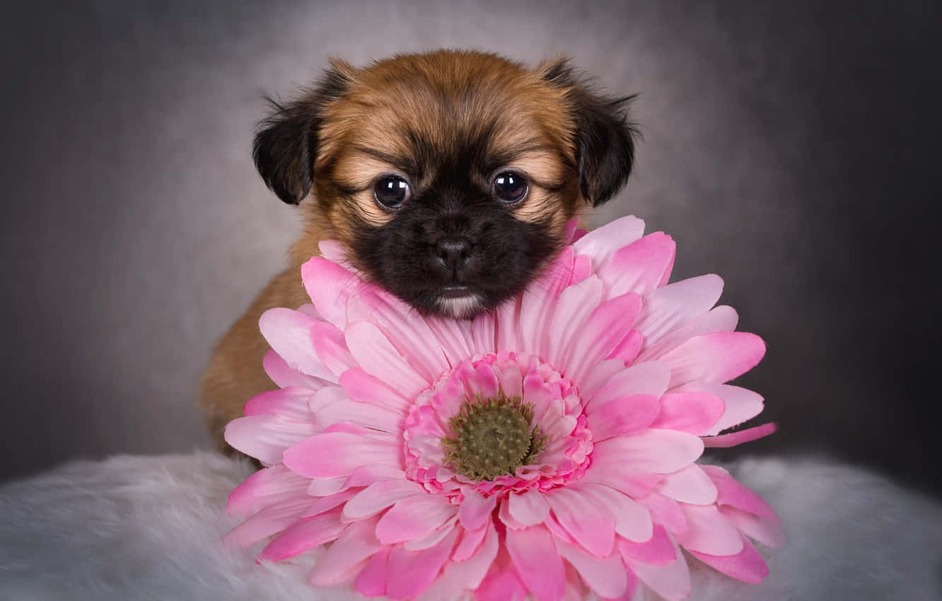 Pink Puppies Wallpaper