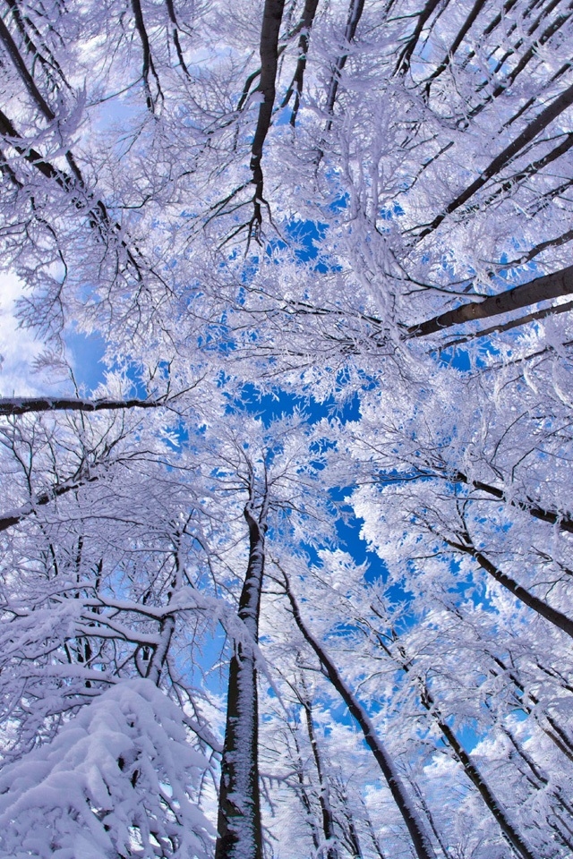 Winter Snow Woods Apple iPhone Wallpaper HD