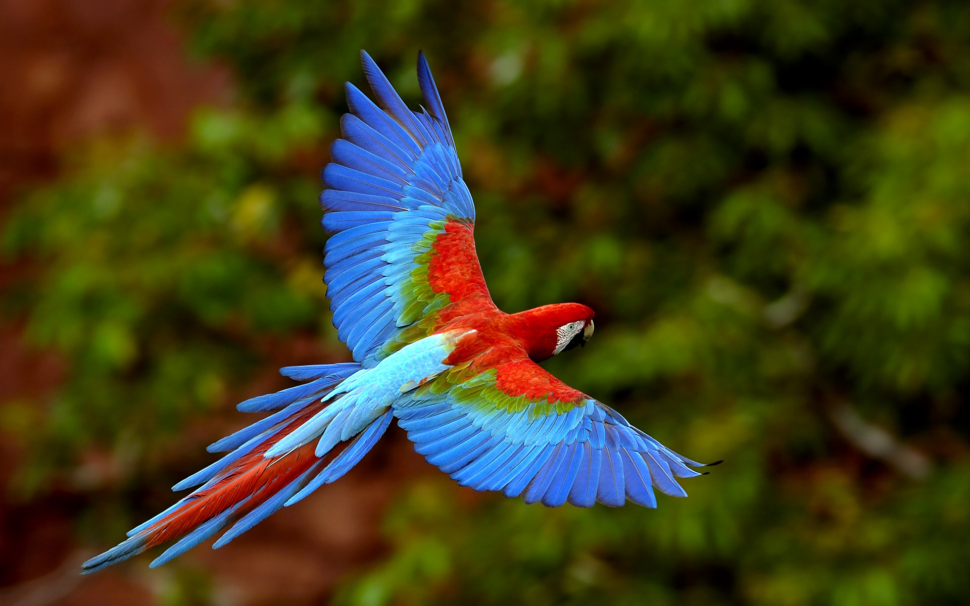 Animals Beautiful Extraordinary Wild Birds Flying Parrot Picture