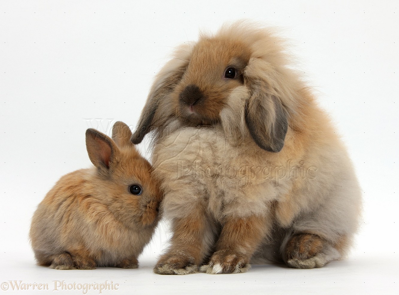 Fluffy Lionhead X Lop Rabbit And Cute Baby Bunny Photo Wp38499