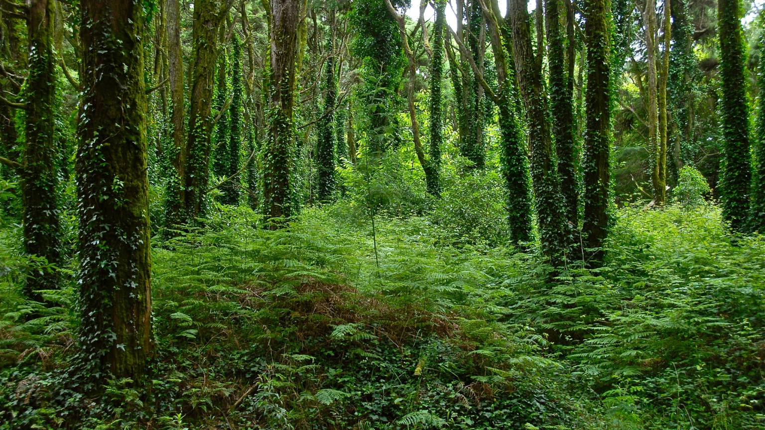 Green Tree Wallpaper