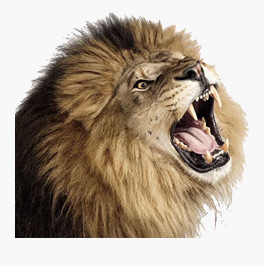 Lion Png Image Roaring Transparent Background