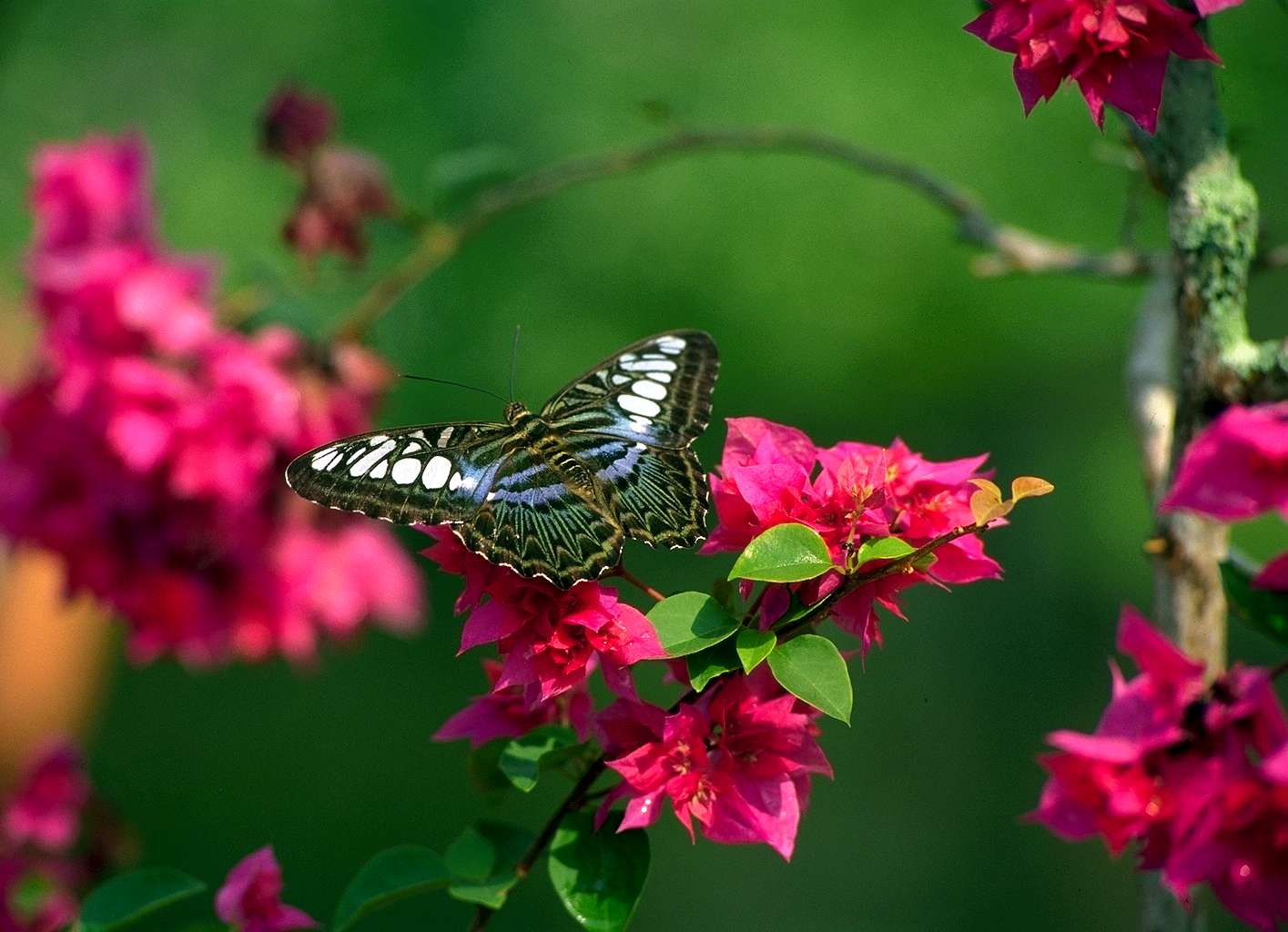 Flowers Butterfly Natural Beauty Desktop Wallpaper