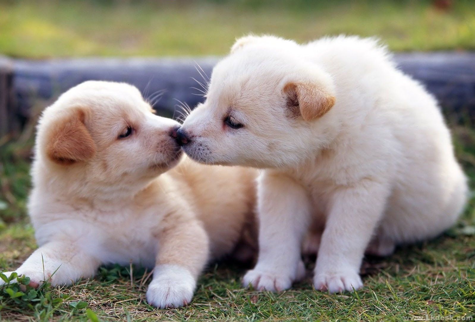 Wide HD Cute Puppy Wallpaper And Pictures High