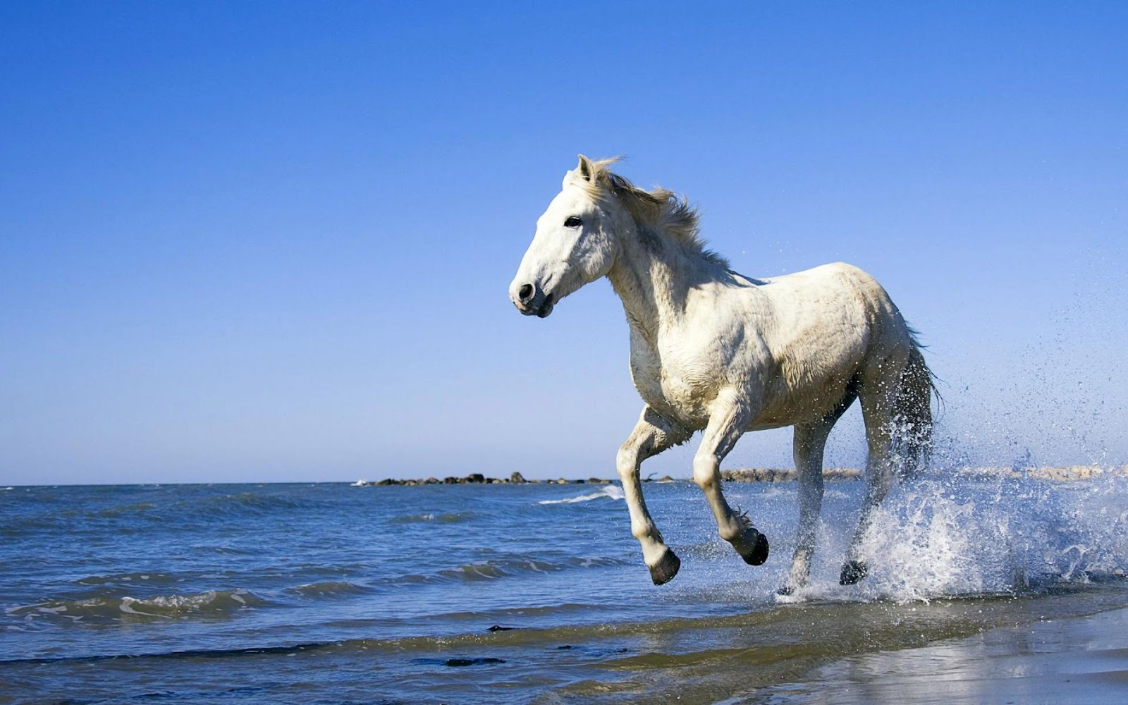 HD Animal Wallpaper With A White Horse Running Through The Sea
