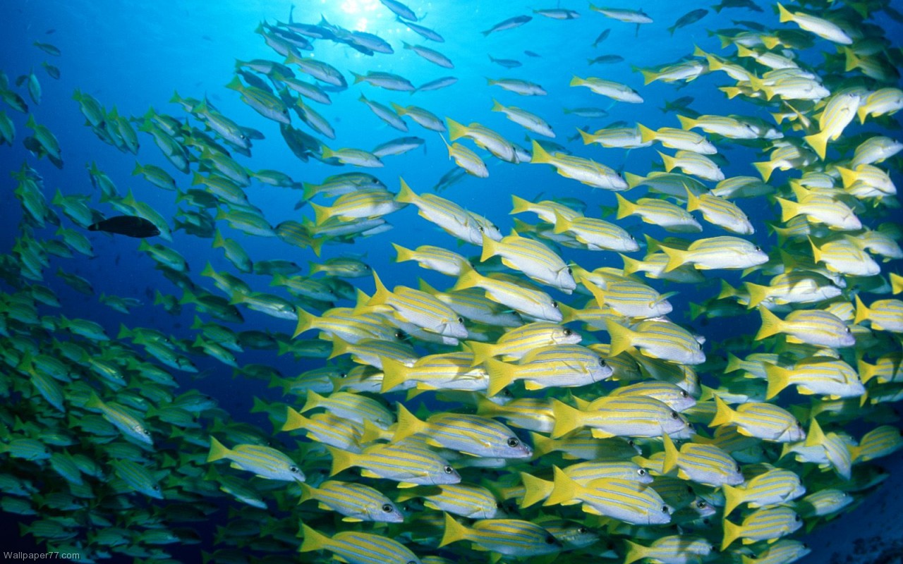 Blue Banded Sea Perch Fish Wallpaper Ocean Underwater Water