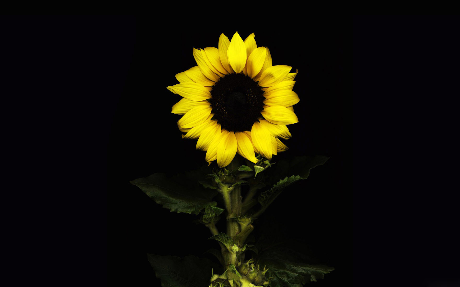 Sunflower Puter Background Wallpaper
