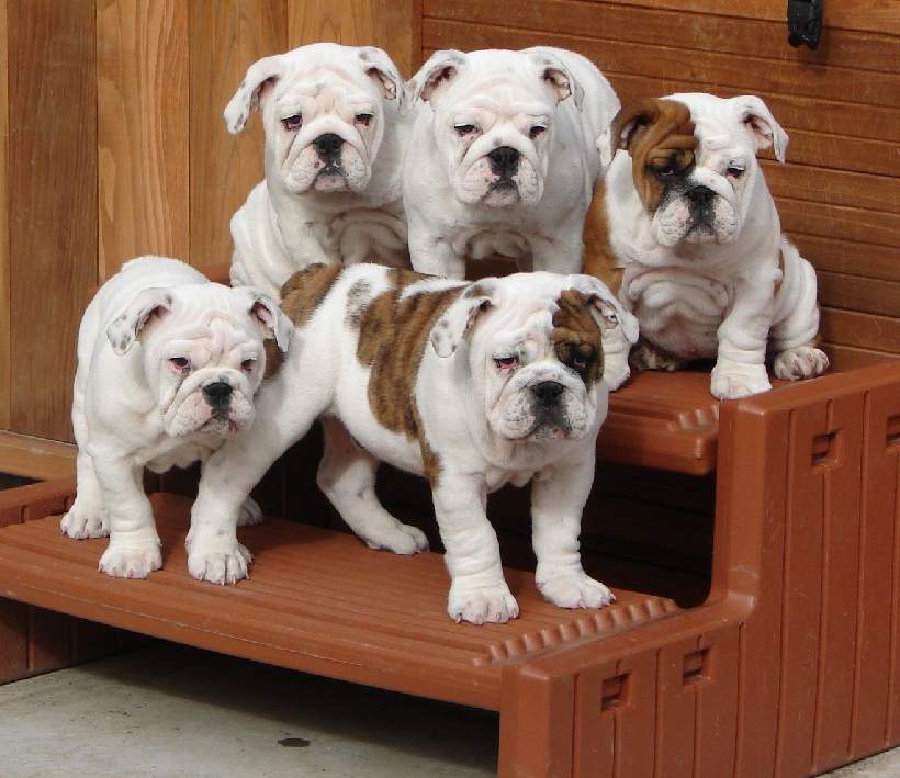 Family Of English Bulldog Puppes Wallpaper Picture